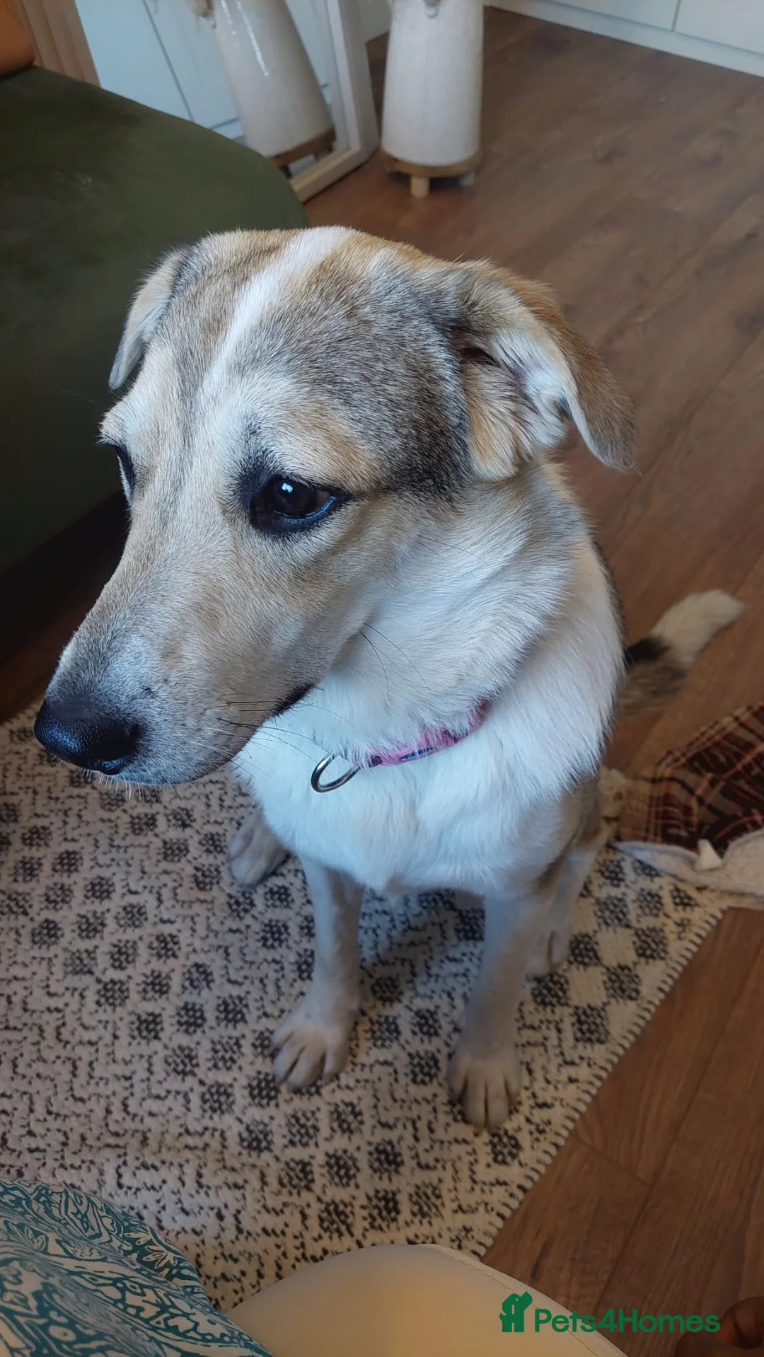 Mixed Breed dogs for adoption: FOSTER/ADOPT:❤️NINA hopes the world can be kind - Advert 17