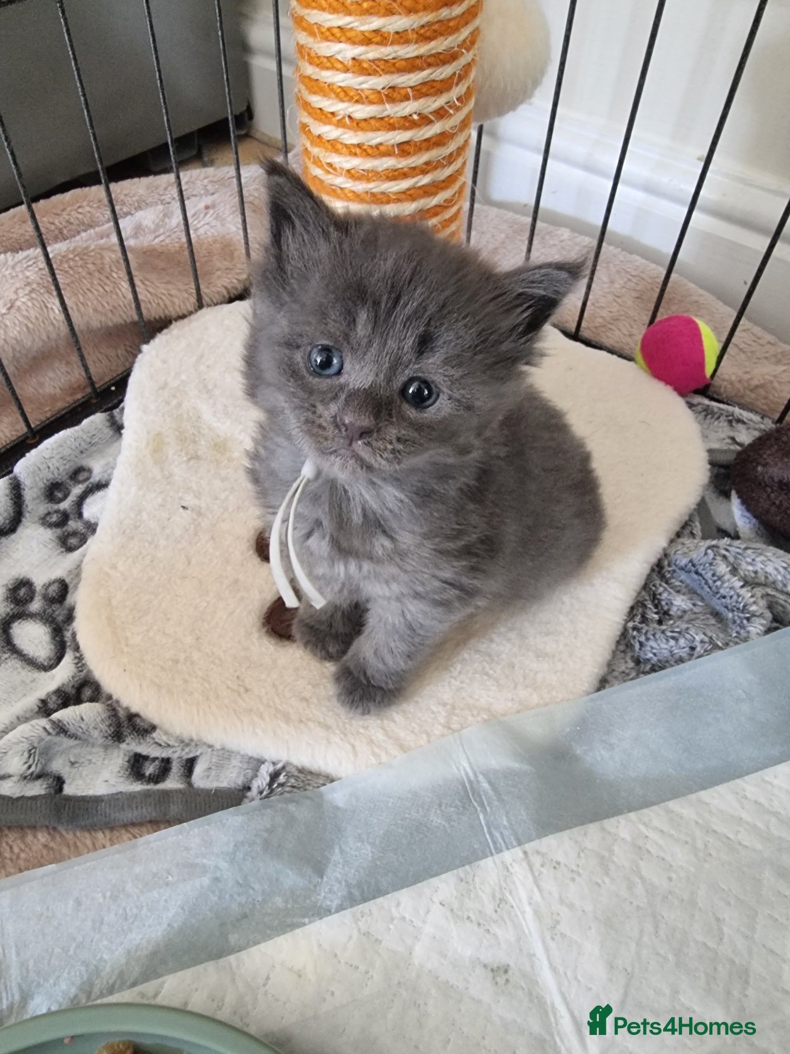 Maine Coon cats Maine Coon X Ragdoll Kittens - Advert 18