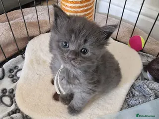 Maine Coon cats Maine Coon X Ragdoll Kittens - Advert 18