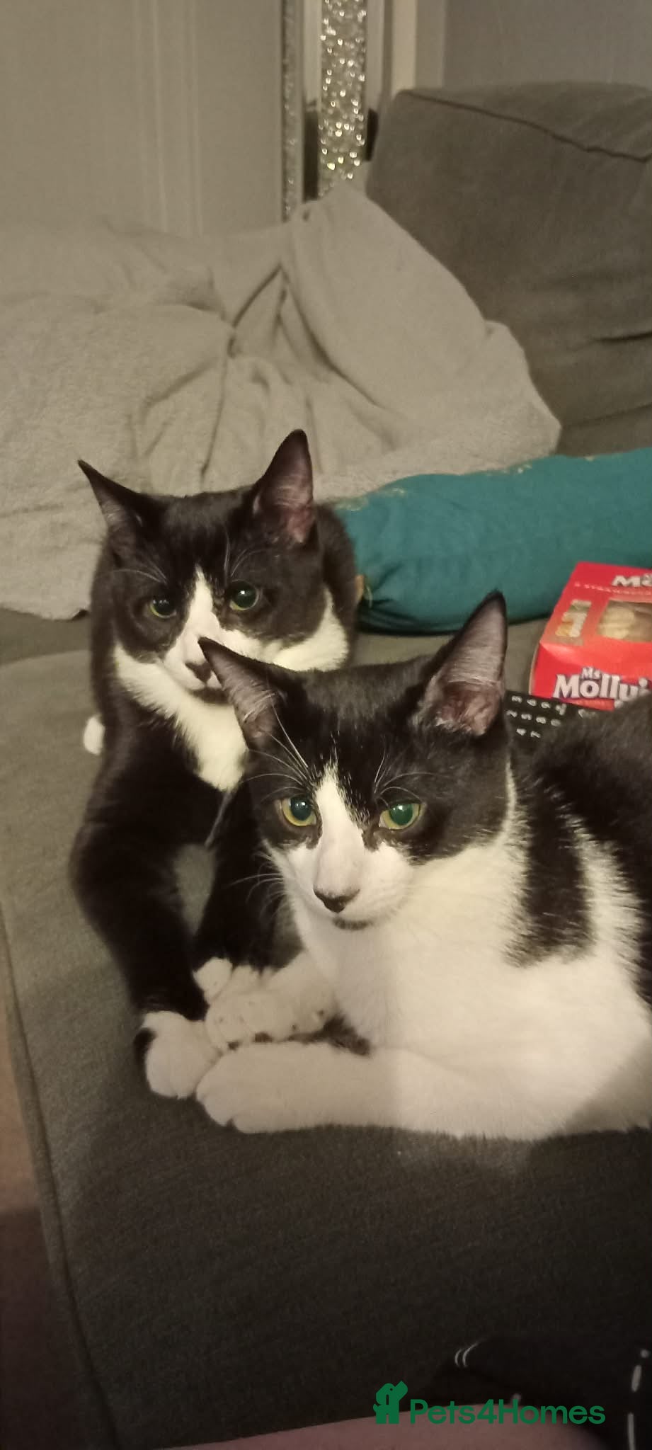 Mixed Breed cats 2 brothers for sale - Advert 3