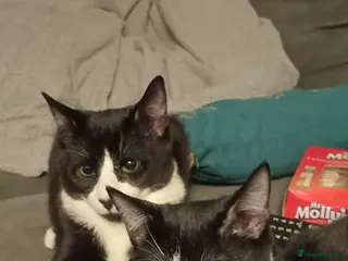 Mixed Breed cats 2 brothers for sale - Advert 9