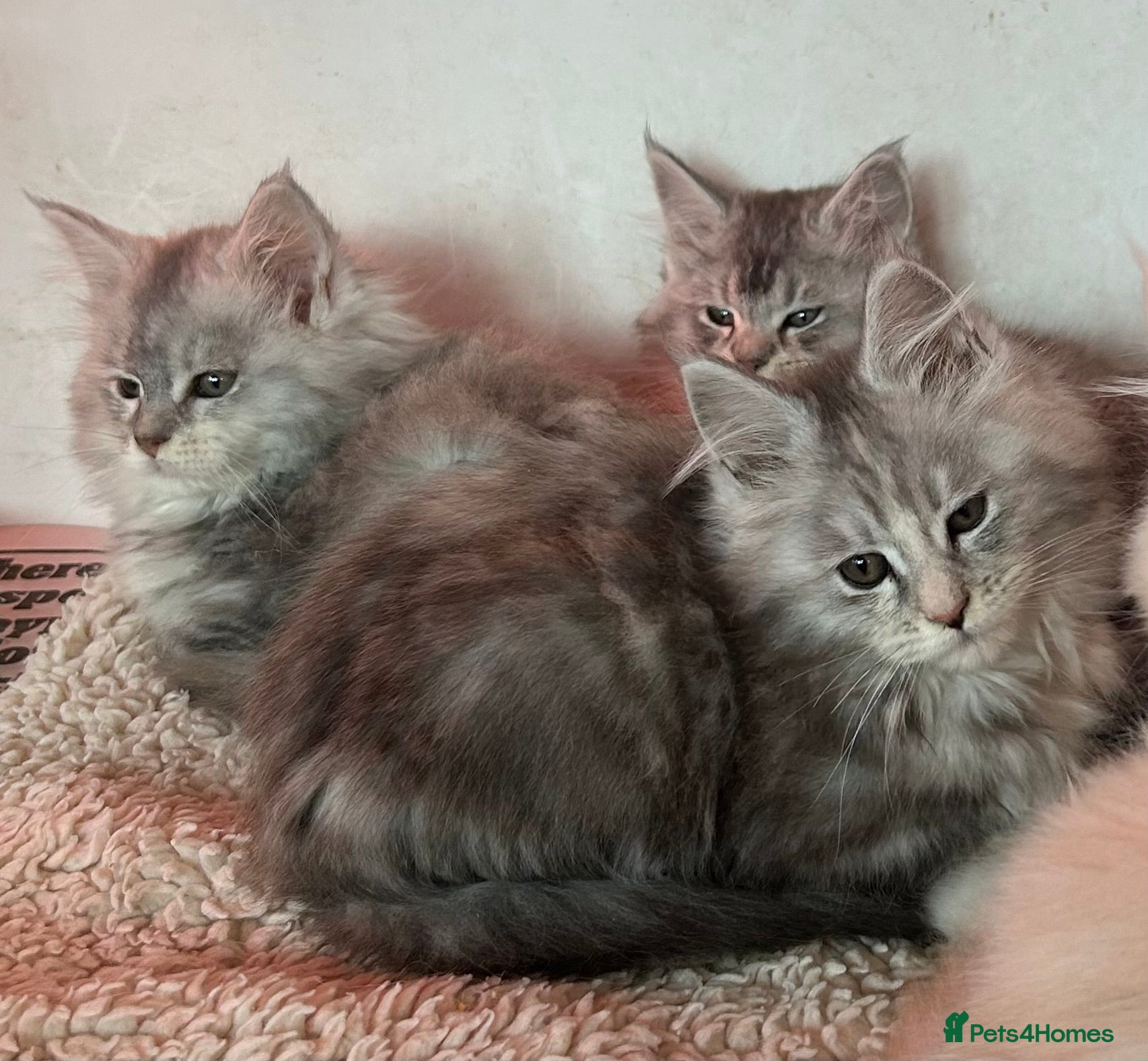 Maine Coon cats Maine Coon girls  - Advert 6