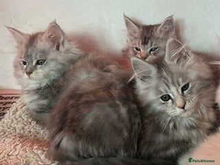 Maine Coon cats Maine Coon girls - Advert 6
