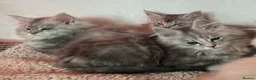 Maine Coon cats for sale: Tica Registered female Maine Coon kittens - Advert 6