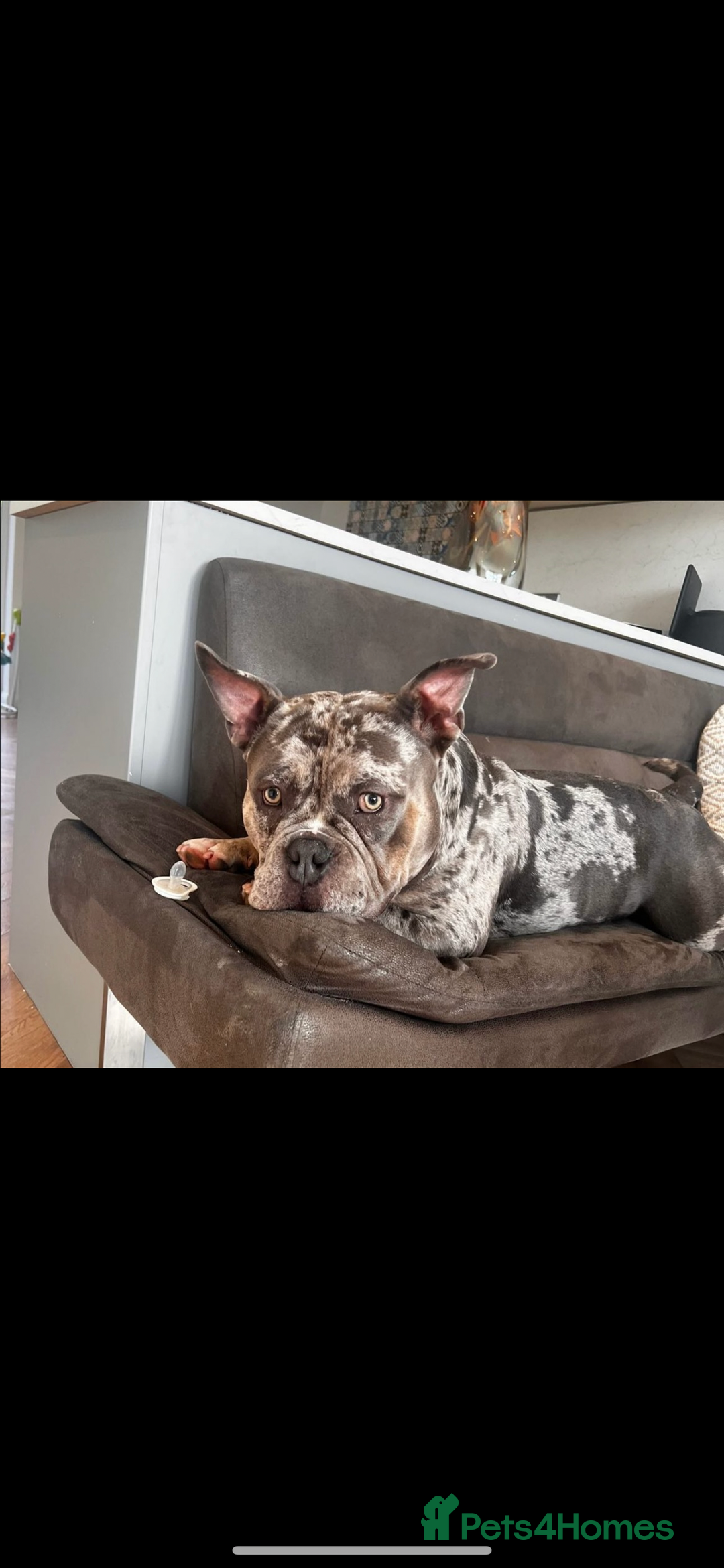 American Bully dogs for sale: 💙🐾 2 Stunning American Pocket Bully Puppies 🐾💙 - Advert 4