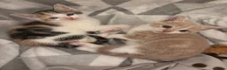 Mixed Breed cats for sale: Kittens Looking for Their Forever Homes 🐱❤️ in Gloucester - Advert 16