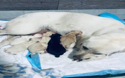 Labrador Retriever dogs for sale: 3 Color KC Labrador retriever 24.12 ready go  - Image 2