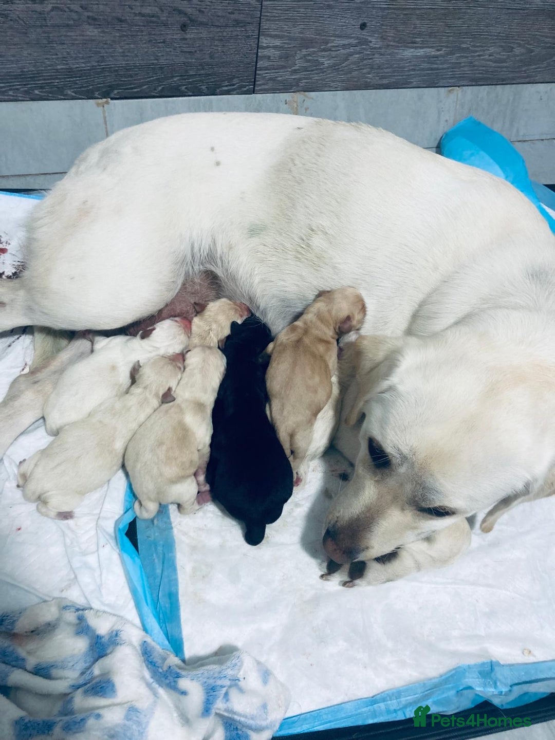Labrador Retriever dogs for sale: 3 Color KC Labrador retriever 24.12 ready go  - Image 2