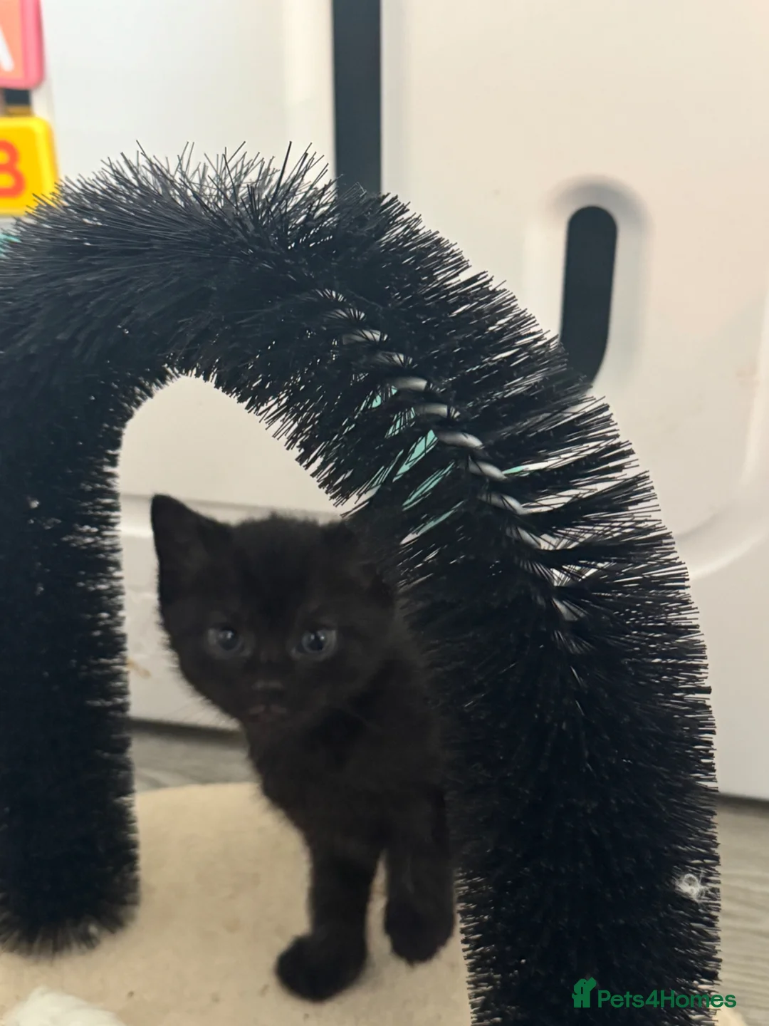 Mixed Breed cats for sale: kittens for sale!  - Advert 11