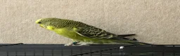 Budgerigars birds for sale: Beautiful budgies available  - Advert 9