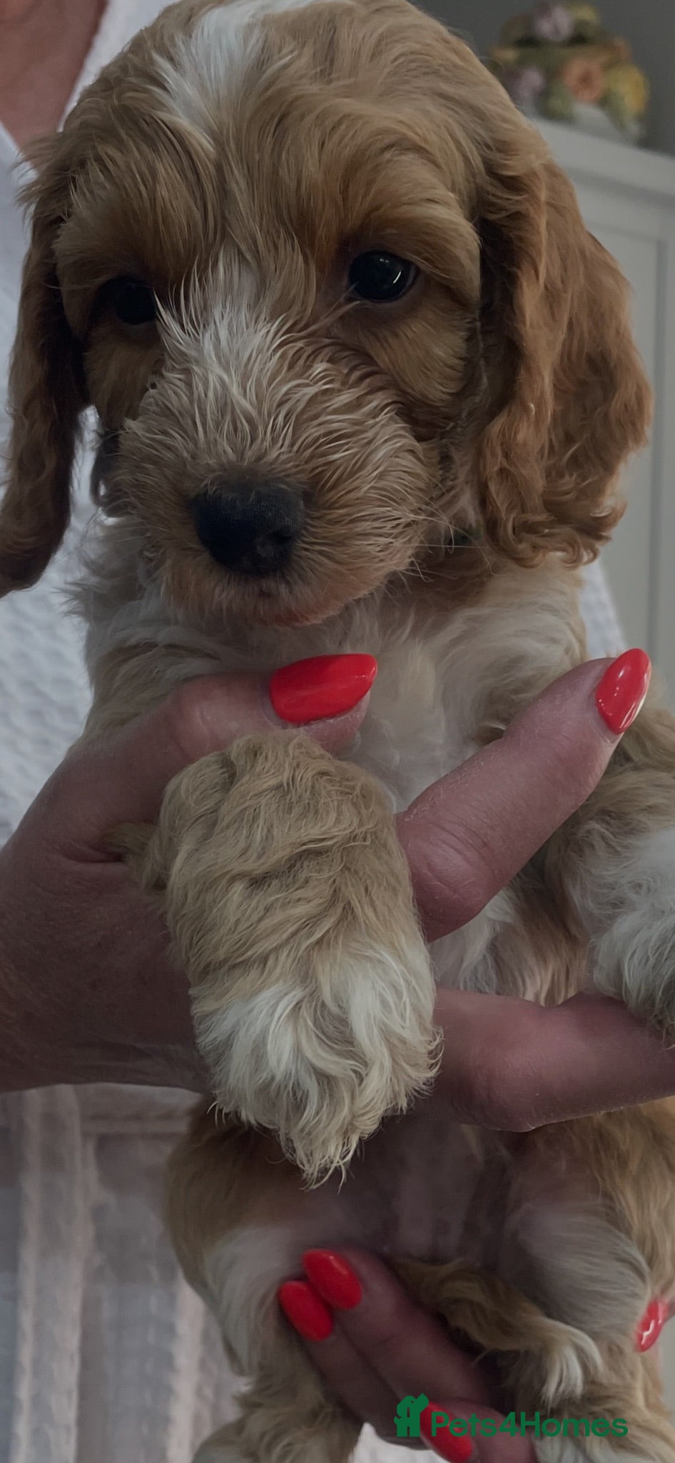 Cockapoo dogs F1 beautiful litter both parents DNA tested clear - Advert 1