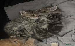 Bengal cats for sale: 2 gorgeous bengal kittens  - Image 1
