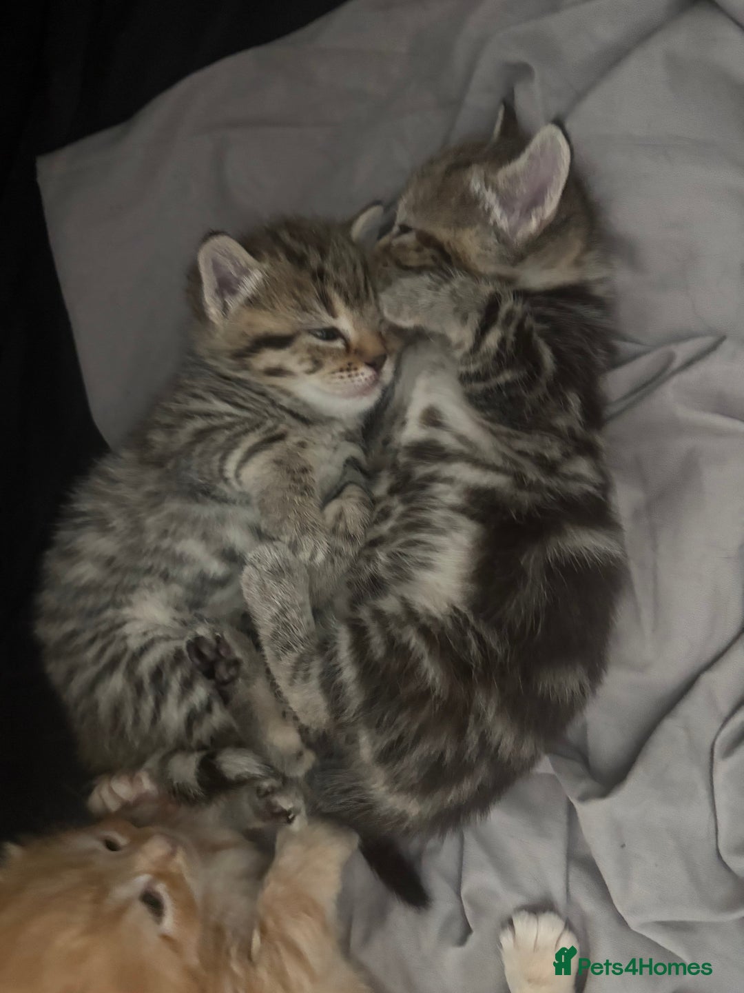 Bengal cats for sale: 2 gorgeous bengal kittens  - Image 1