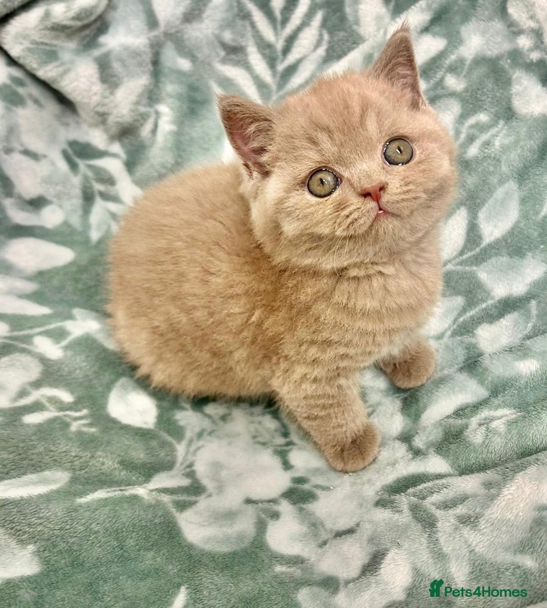 British Shorthair cats for sale: GCCF British Shorthair for Sale - Advert 13
