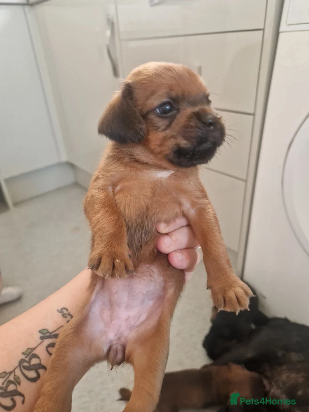 Mixed Breed dogs for sale: Beautiful Cavapoopugs - Advert 8