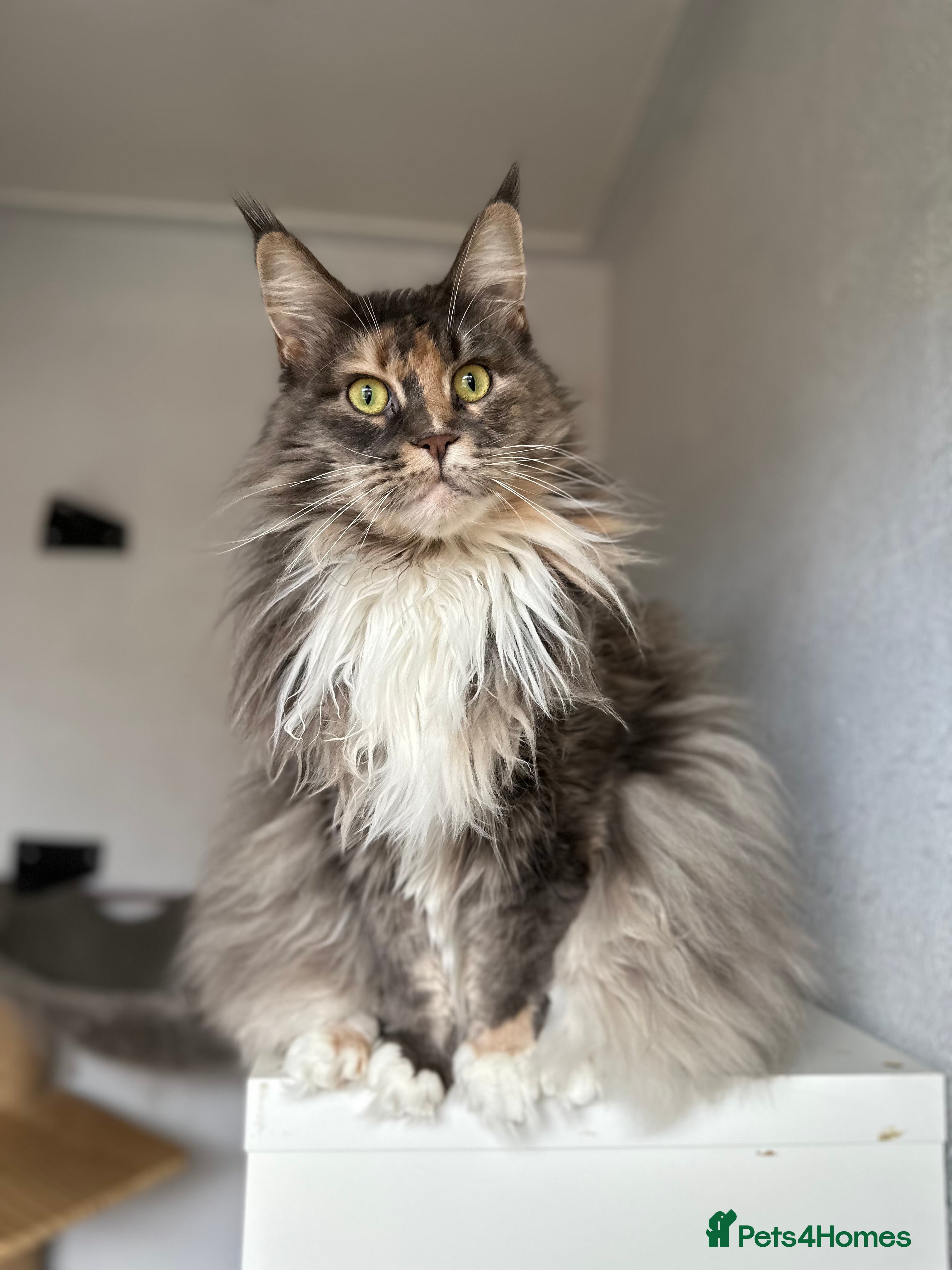 Maine Coon cats Pedigree registered female maine coon for sale - Advert 1