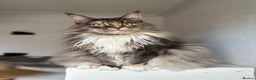 Maine Coon cats for sale: Pedigree registered female maine coon for sale - Advert 1