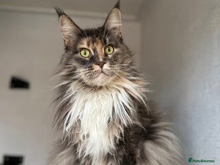 Maine Coon cats Pedigree registered female maine coon for sale - Advert 1