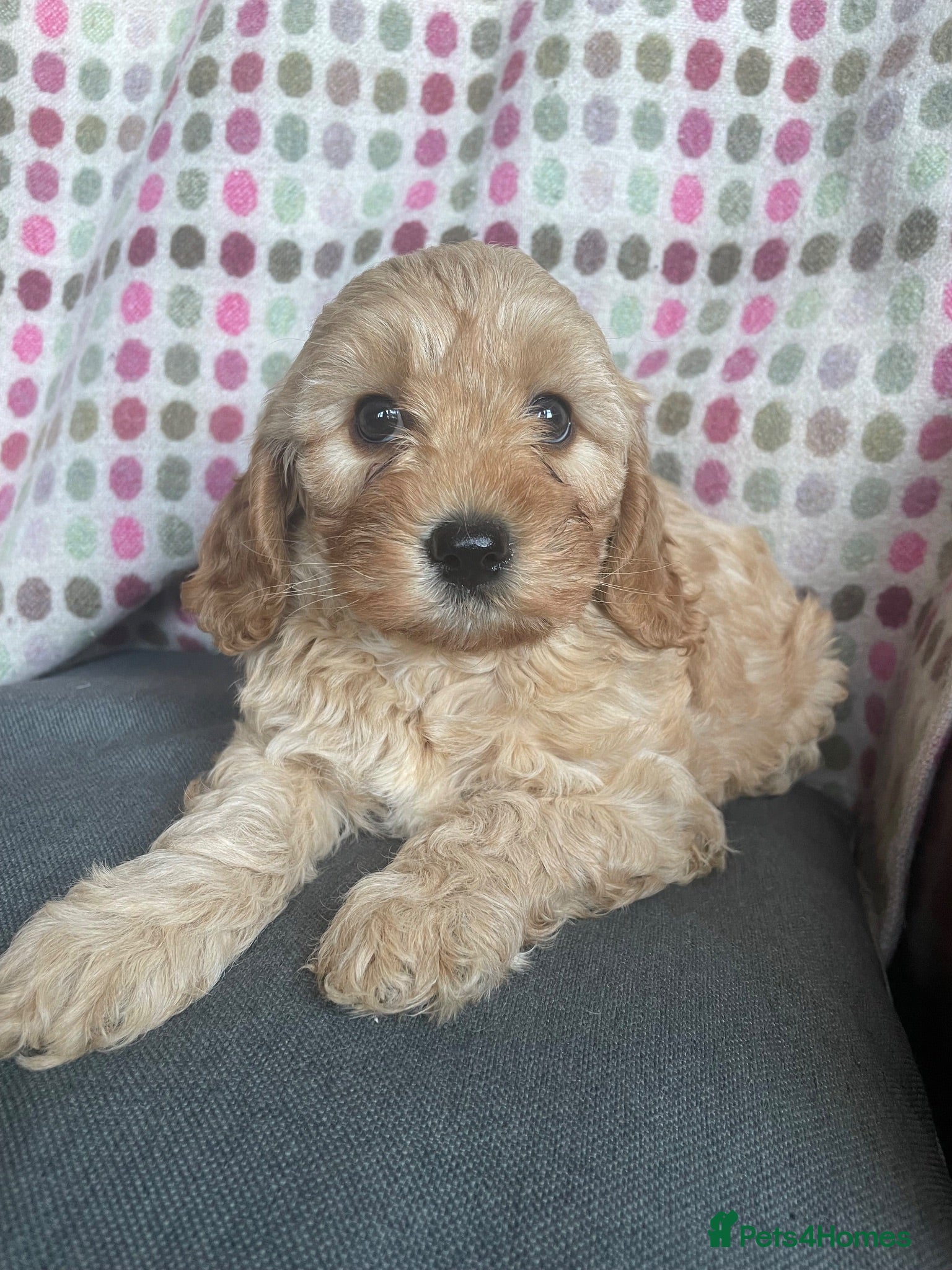 Cavapoochon dogs 🩷Beautiful Cavapoochon Puppies - 1 girl left 🩷 - Advert 2