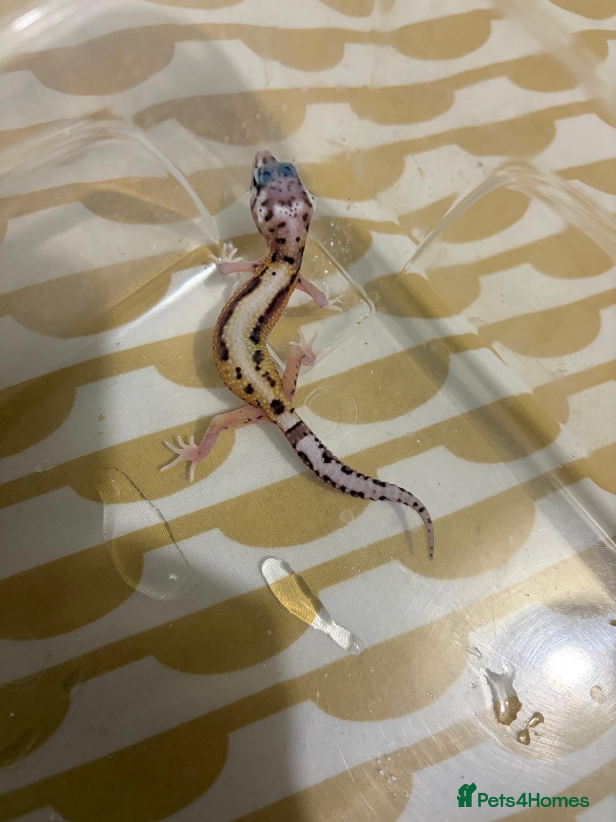Leopard Gecko reptiles Leopard Gecko  - Advert 2