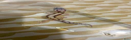 Leopard Gecko reptiles for sale: Leopard Gecko  in London - Advert 2