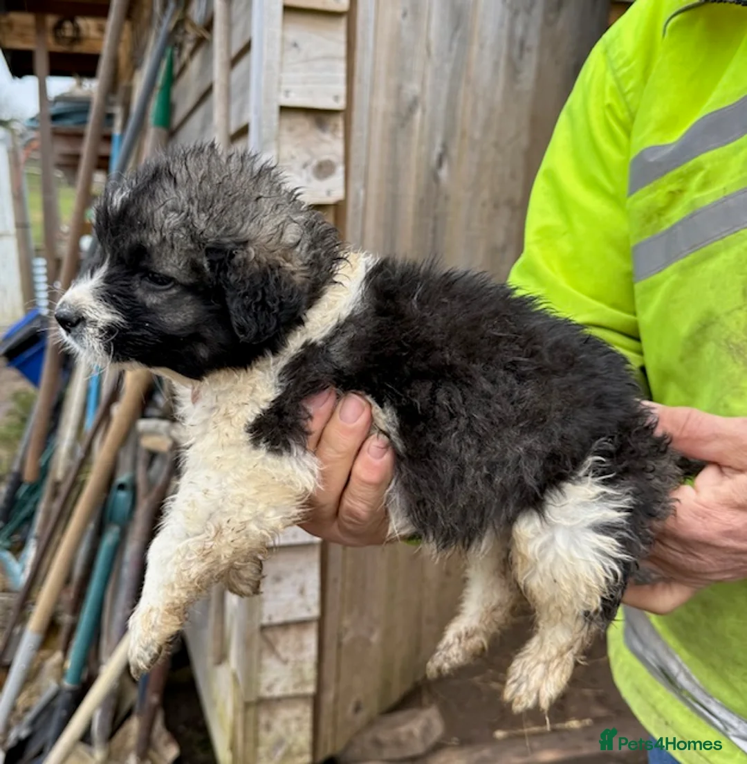 Caucasian Shepherd Dog dogs for sale: Beautiful Caucasian shepherd puppies in Radstock - Advert 27