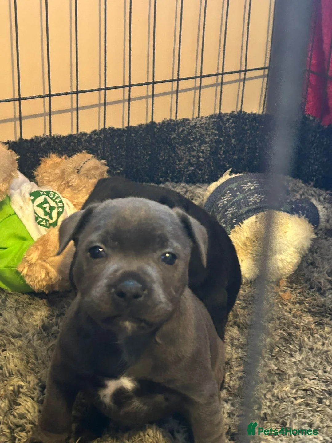 Staffordshire Bull Terrier dogs for sale: Blue and black staff puppies  - Advert 11