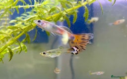 Live Bearers fish for sale: Mixed guppies - Image 4