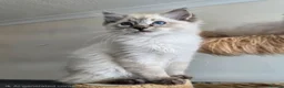 Ragdoll cats for sale: Gorgeous seal tabby male Ragdoll kittens  - Advert 14