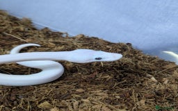 Snake reptiles for sale: Banana blue eyed leucistic  - Image 2