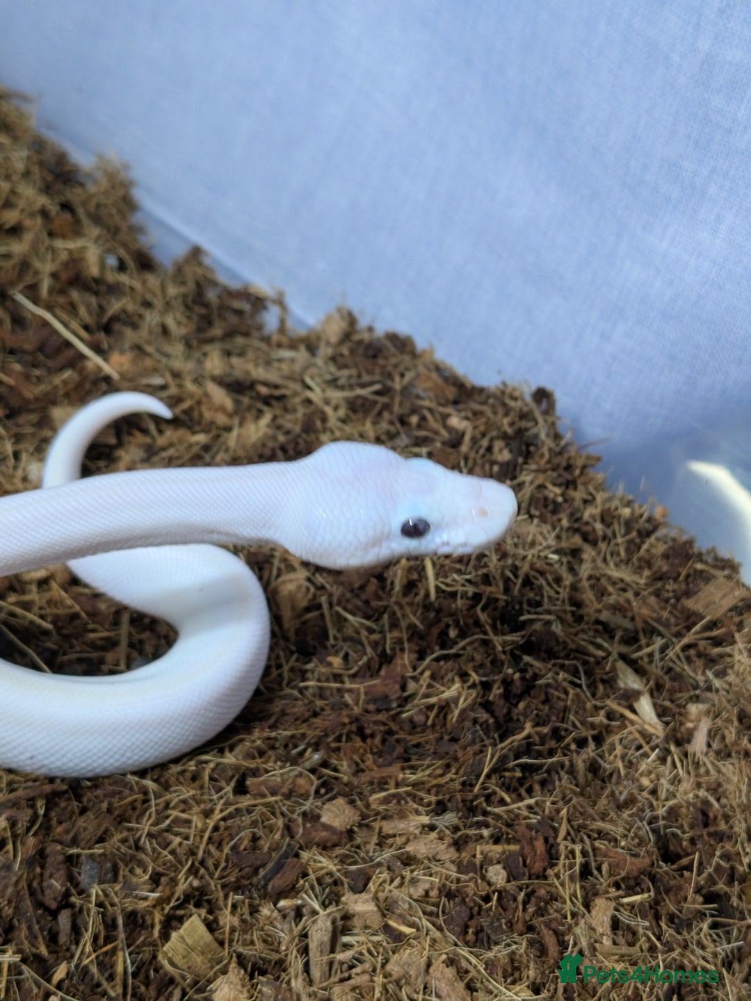 Snake reptiles for sale: Banana blue eyed leucistic  - Image 2