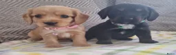Cocker Spaniel dogs for sale: Cocker spaniel pups  - Advert 8
