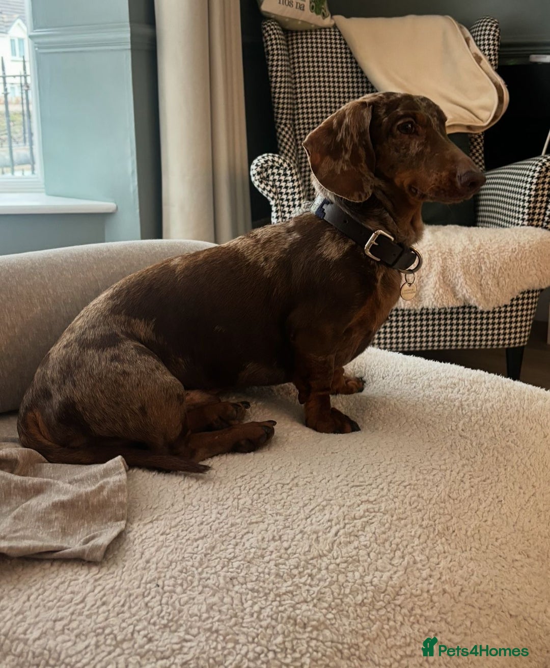 Miniature Dachshund dogs for sale: Stunning Miniature Dachshund Puppies-KC Registered - Advert 16