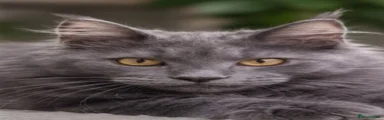 Maine Coon 3