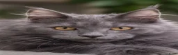 Maine Coon cats for sale: Maine coon  - Advert 9