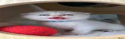Scottish Fold cats for sale: Four Little Snowflakes with Unreal Blue Eyes  - Advert 30