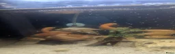 Cichlids fish for sale: African Cichlids Young for sale  in Liverpool - Advert 4