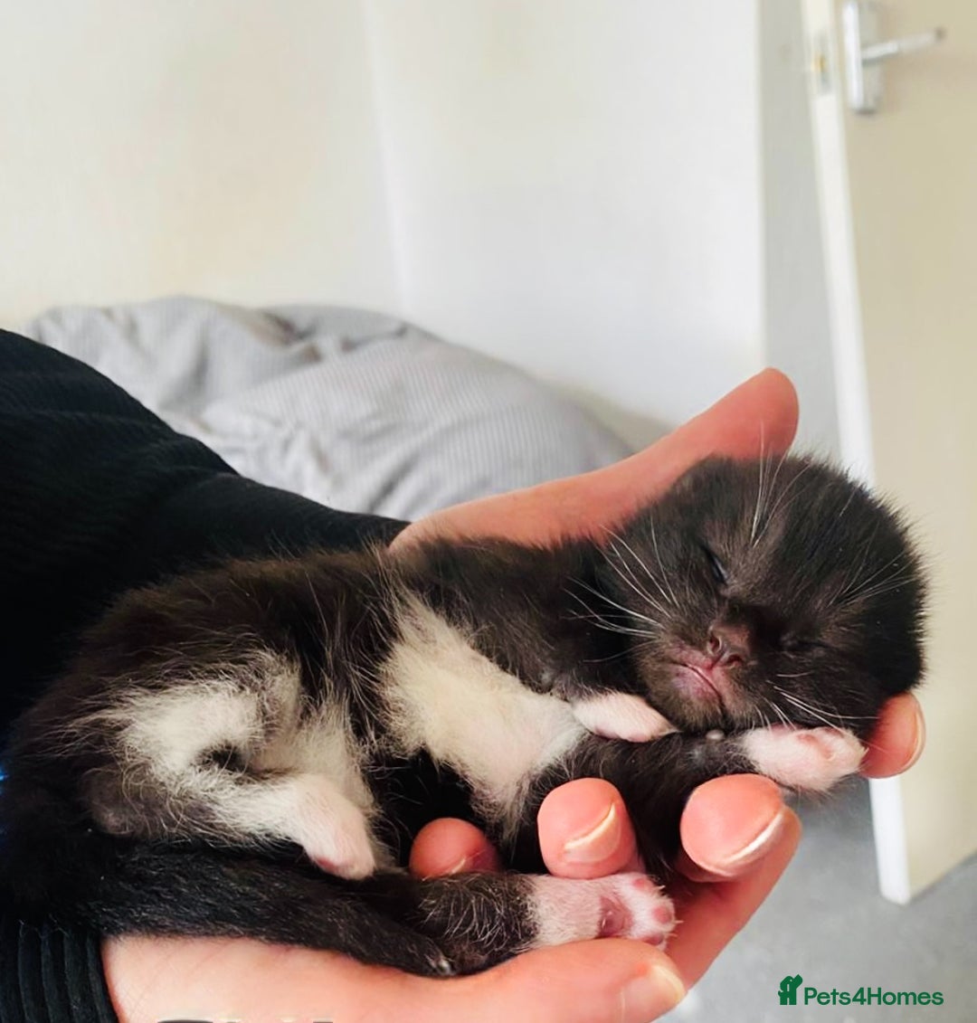 Mixed Breed cats for sale: Delightful mix-breed Siamese-black calico-kittens - Image 23