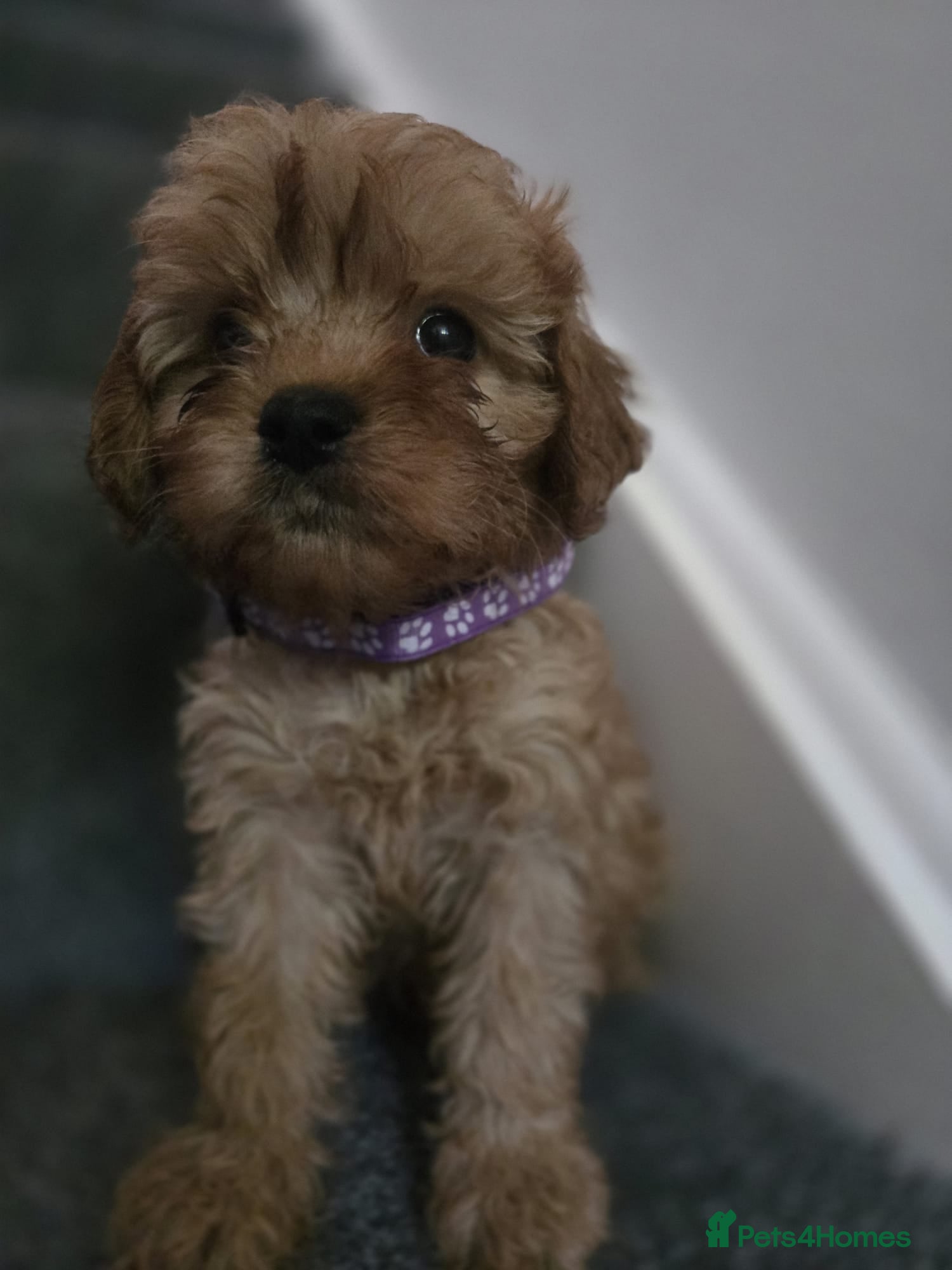 Cavapoo dogs 🐶Amazing cavapoo pups for sale🐶 - Advert 1