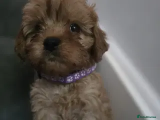Cavapoo dogs 🐶Amazing cavapoo pups for sale🐶 - Advert 1