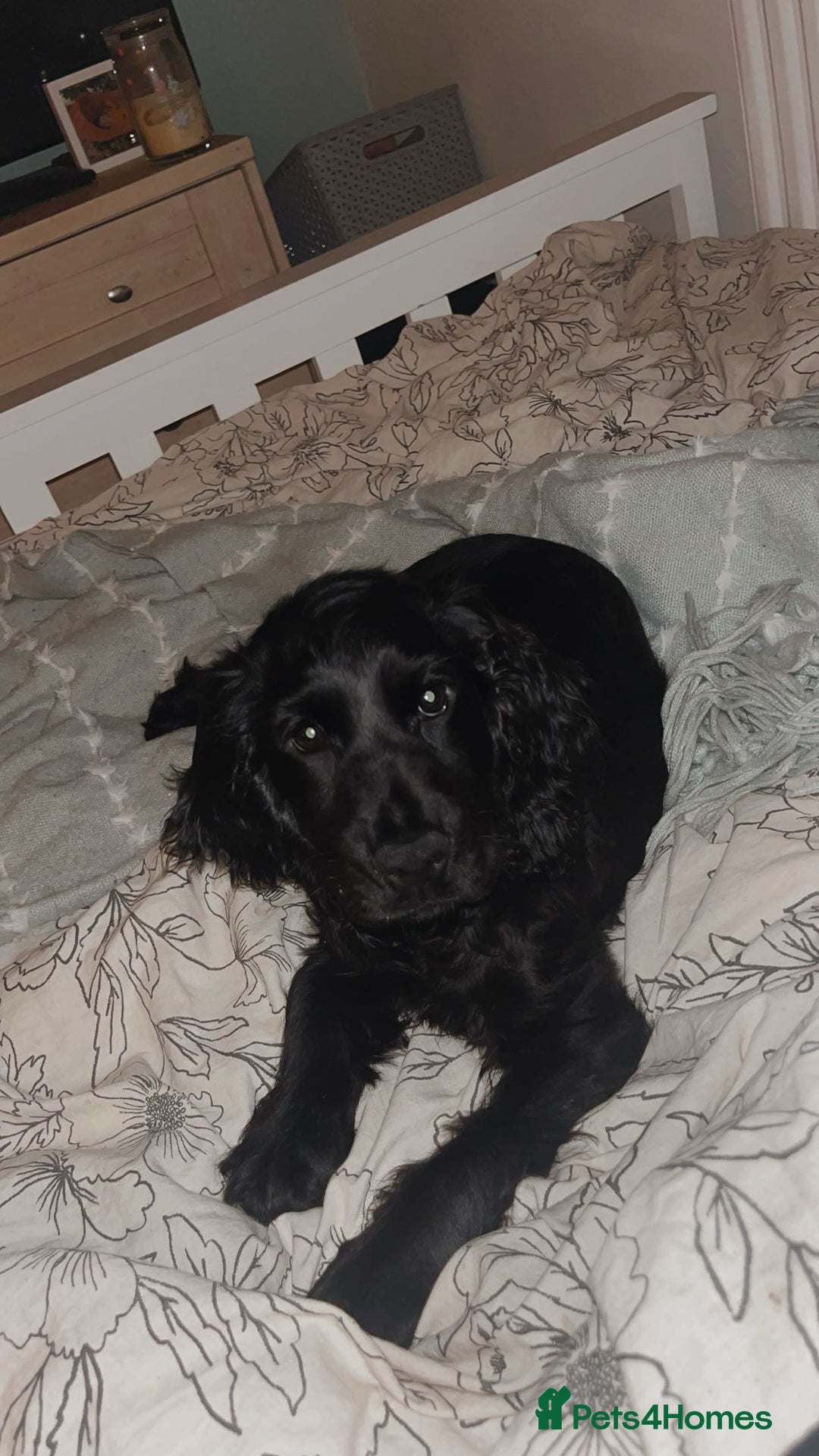 Cocker Spaniel dogs for sale: Beautiful Black Cocker Spaniel. - Advert 1