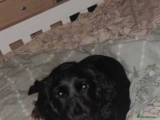 Cocker Spaniel dogs Beautiful Black Cocker Spaniel. - Advert 1