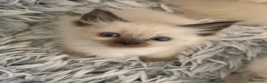 Ragdoll 4