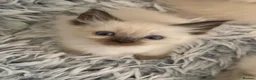 Ragdoll cats for sale: Beautiful ragdoll babies ❤️ - Advert 6