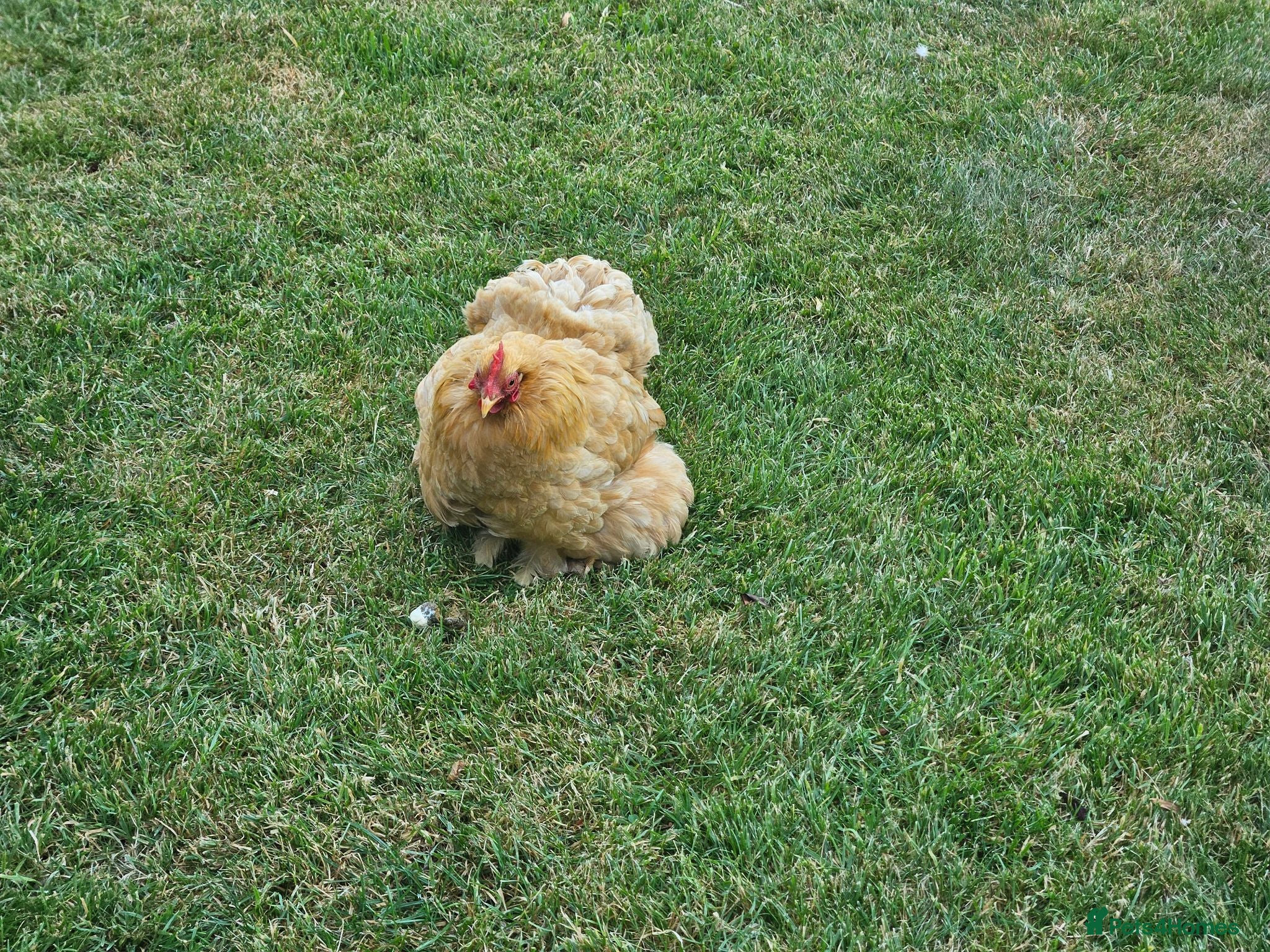 Chickens poultry FREE Pekin/Pekin-cross Bantam Hens for rehoming - Advert 1