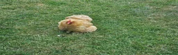 Chickens poultry for sale: FREE Pekin/Pekin-cross Bantam Hens for rehoming in Malvern - Advert 1