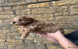 Cavachon dogs for sale: Cavapoochon puppies  - Image 21