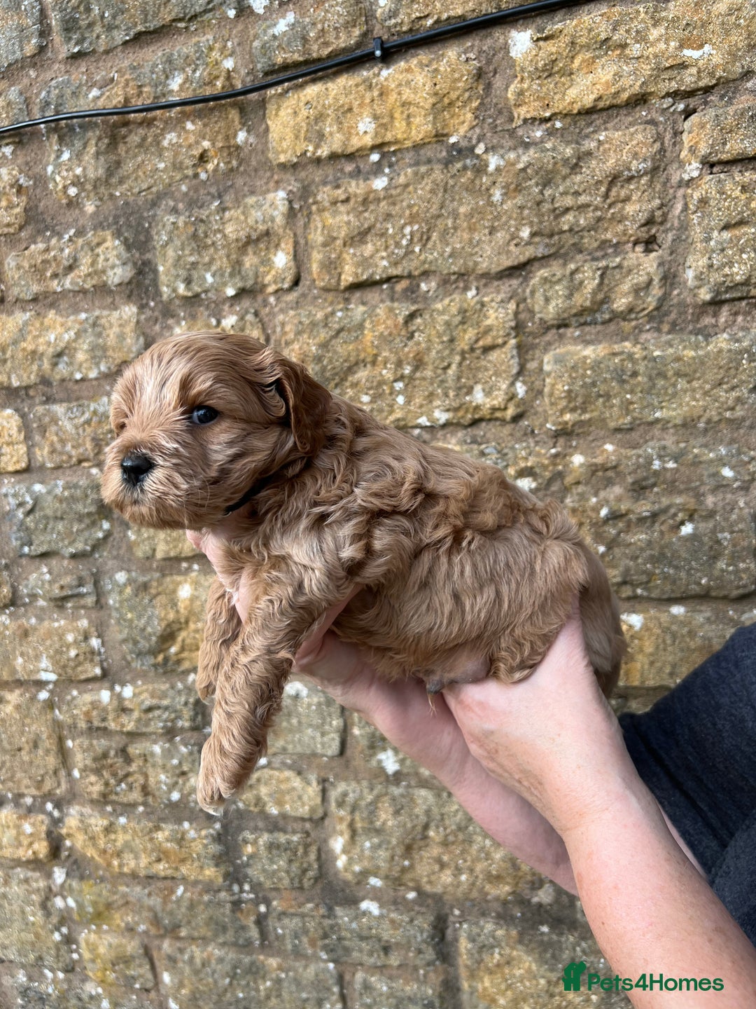 Cavachon dogs for sale: Cavapoochon puppies  - Image 21