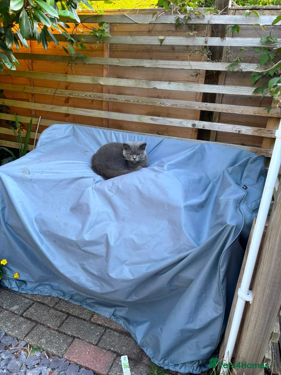 British Shorthair cats for sale: Pure British Blue Female  - Advert 5