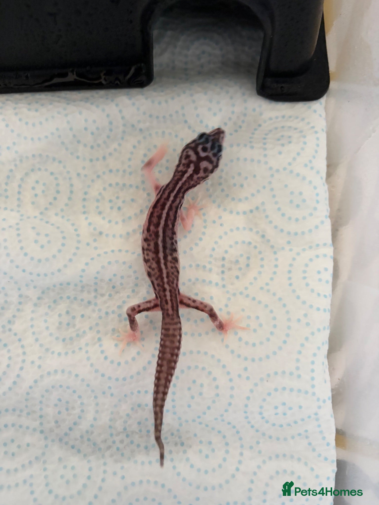Leopard Gecko reptiles Baby leopard geckos  - Advert 1